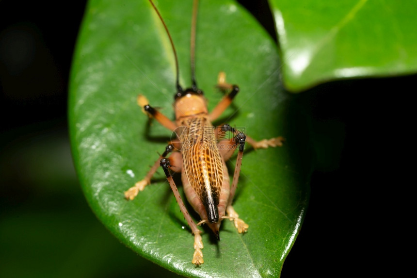 濒危热带雨林中的原生昆虫种类热带雨林中的原生昆虫种类陷阱马达加斯人图片