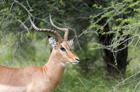 非洲南部公园的男印巴拉克鲁杰耳朵草食动物图片