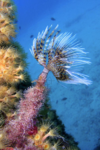 博尼塔斯生物学动群潜水地中海法属虫斯皮里亚马兰扎尼卡博科普蓬塔德卡尔内格里自然公园地中海穆西亚班牙欧洲背景