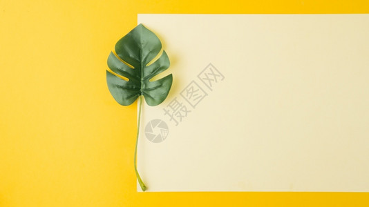 白纸黄背景解析和高品质的美丽光照怪物叶子白纸黄色背景高质量和清晰的美容照片概念优美的画面图案设计与摄影动物极简主义空的背景图片