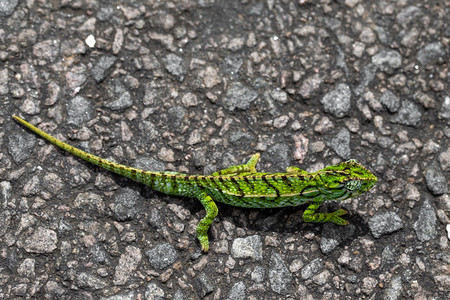 街上一只绿色变龙的特写街上一只绿色变龙的特写宠物户外蜥蜴类图片