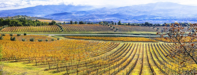 意大利语经典的金葡萄园美丽的田秋色托斯卡纳意大利酿酒图片