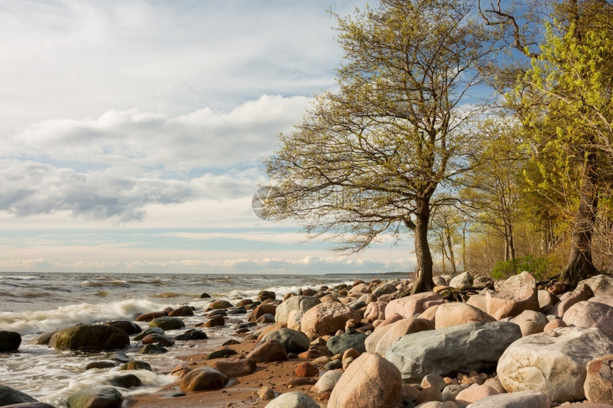 晴天旅行拉脱维亚波罗的海图哈市贾带岩石和树木的波罗海日出图片