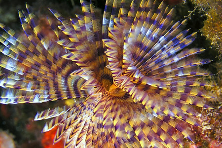 应对蓬塔斯地中海法属虫螺旋型spallanzaniCaboCopePuntasdelCalnegre自然公园地中海Murcia西班牙欧洲动背景