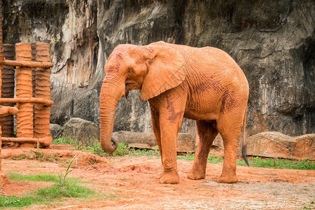 巨大的栖息地非洲象在动物园中皮肤上有红土的非洲大象是型动物亚洲人图片