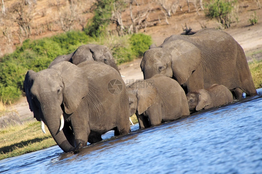 苹果浏览器动物群大象非洲属乔贝河公园博茨瓦纳非洲图片