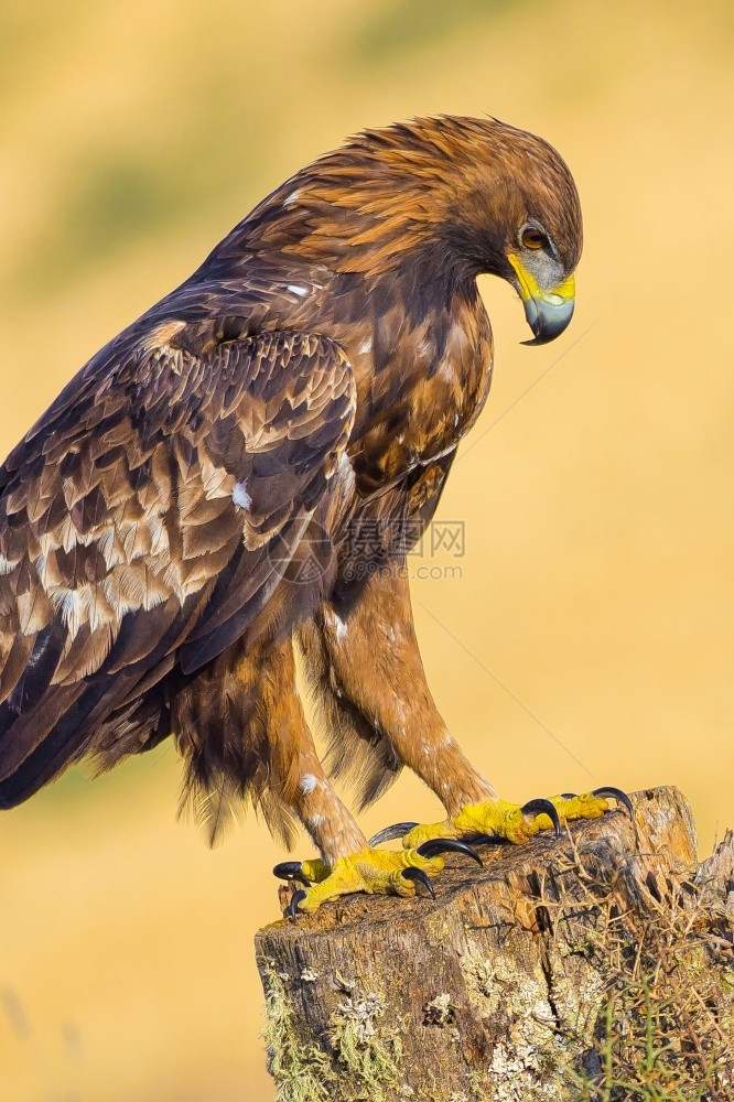 环境美丽金鹰AquilaChrysaetos地中海森林卡斯蒂利亚和里昂西班牙欧洲猛禽图片