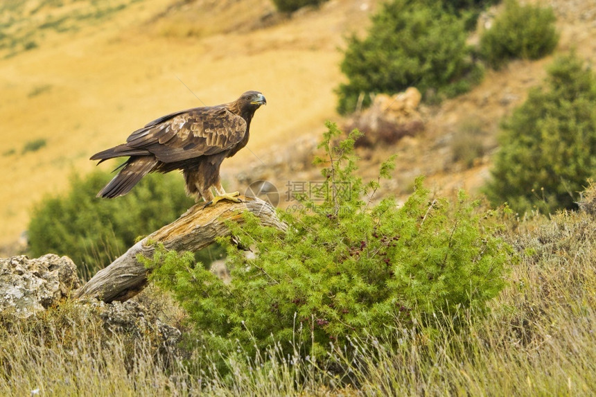 猛禽金鹰AquilaChrysaetos地中海森林卡斯蒂利亚和里昂西班牙欧洲生态系统美丽图片