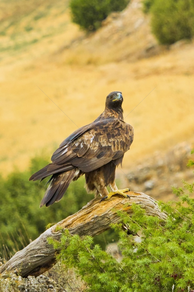 生态旅游观鸟鹰科金AquilaChrysaetos地中海森林卡斯蒂利亚和里昂西班牙欧洲图片