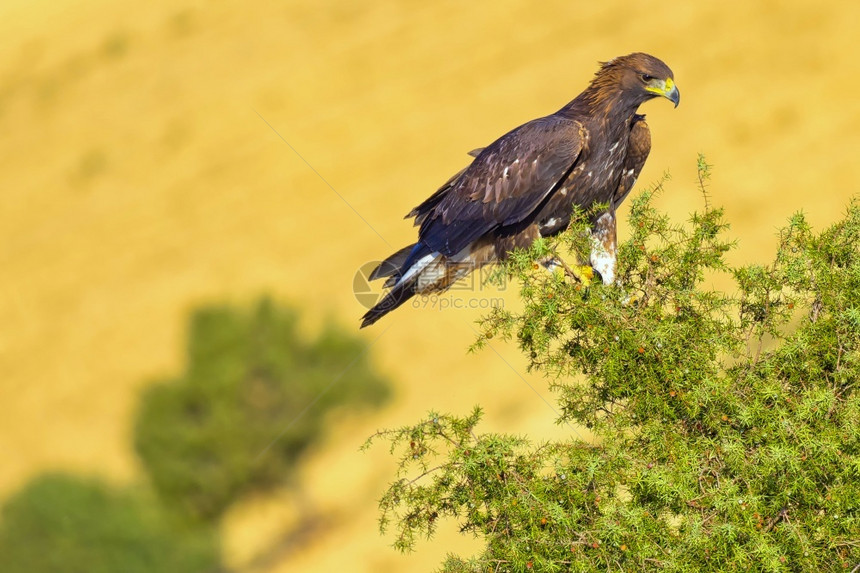 金鹰AquilaChrysaetos地中海森林卡斯蒂利亚和里昂西班牙欧洲肉食动物观鸟者野生图片