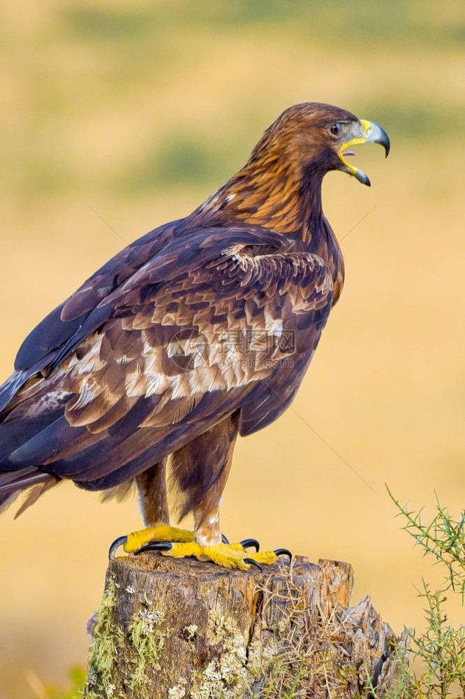 观鸟者生态旅游保护金鹰AquilaChrysaetos地中海森林卡斯蒂利亚和里昂西班牙欧洲图片