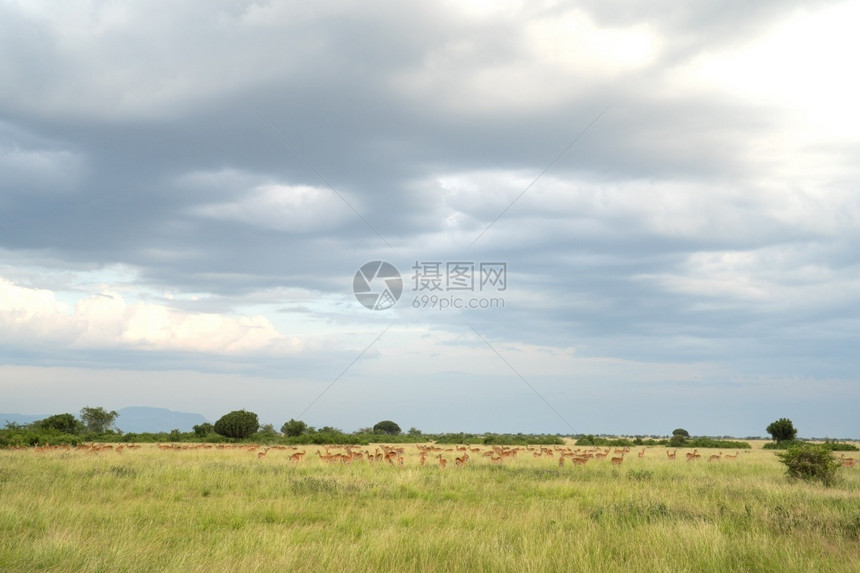 乌干达Elizabeth王后公园景观与乌干达公牛群对抗天空国民丁香自然图片