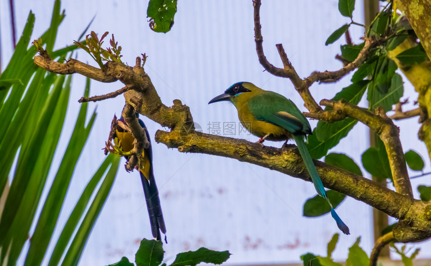 五彩缤纷坐在一棵来自南美的热带鸟类种树上的蓝冠植物肖像生动丰富多彩的图片