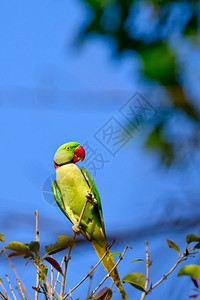 帕特里亚喙荒芜之地亚历山大AlexandrineParakeetPsittaculaeupatria河流森林皇家巴迪亚国公园巴迪亚公园尼背景