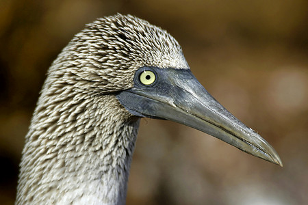 蓝脚鲣鸟环境自由高清图片