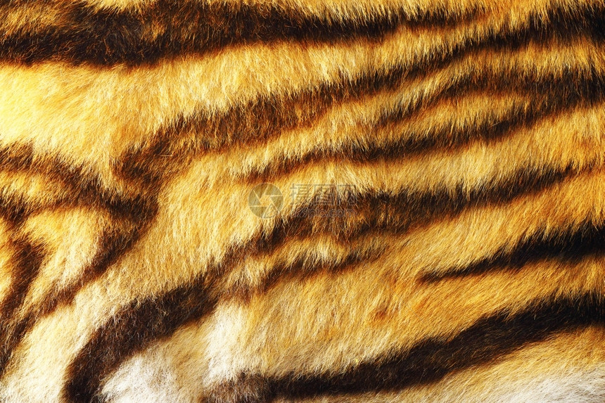 棕色的彩老虎皮动物毛料纹理的详细节用于设计装饰哺乳动物图片
