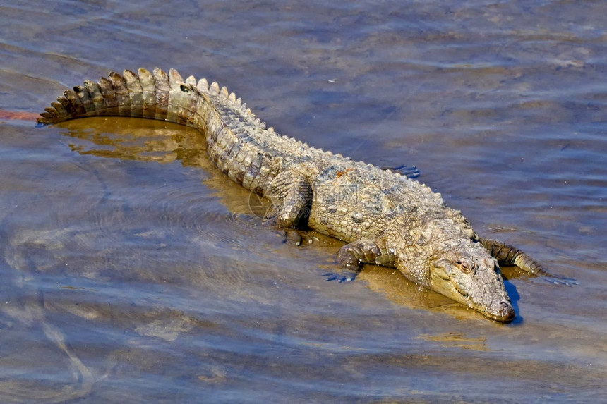 环境的捕食者MuggerCrocodileCrocodyluspalustris湿地皇家巴迪亚国公园巴迪亚公园尼泊尔亚洲苹果浏览图片