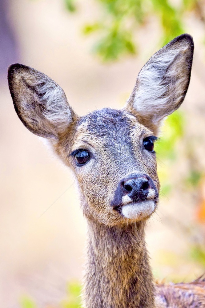 草食动物可爱的欧洲獐鹿Capreoluscapreolus地中海森林CastillayLeon西班牙欧洲科尔佐图片