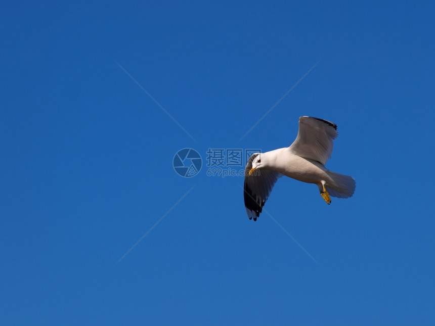 海岸线野生动物鸥A在下面寻找向蓝天方的食物传播图片