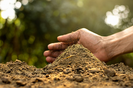 细菌新鲜的堆肥农业男子为了种植物和树木而将粪肥或放在农人手中图片