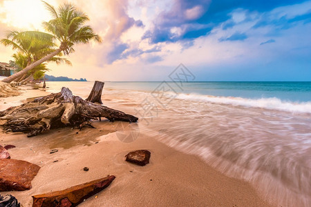 热带海洋放松清晨日出在科努特树上美丽的清晨日出与海相伴的平线图片
