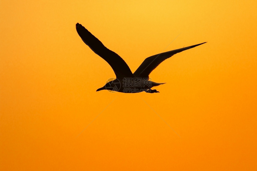 湖晚上荒野海鸥在日落上方飞翔有着美丽的橙色背景休眠声图片