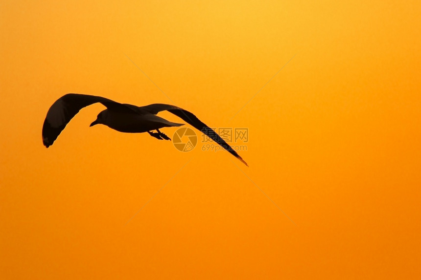 海浪旅行日出鸥在落上方飞翔有着美丽的橙色背景休眠声图片