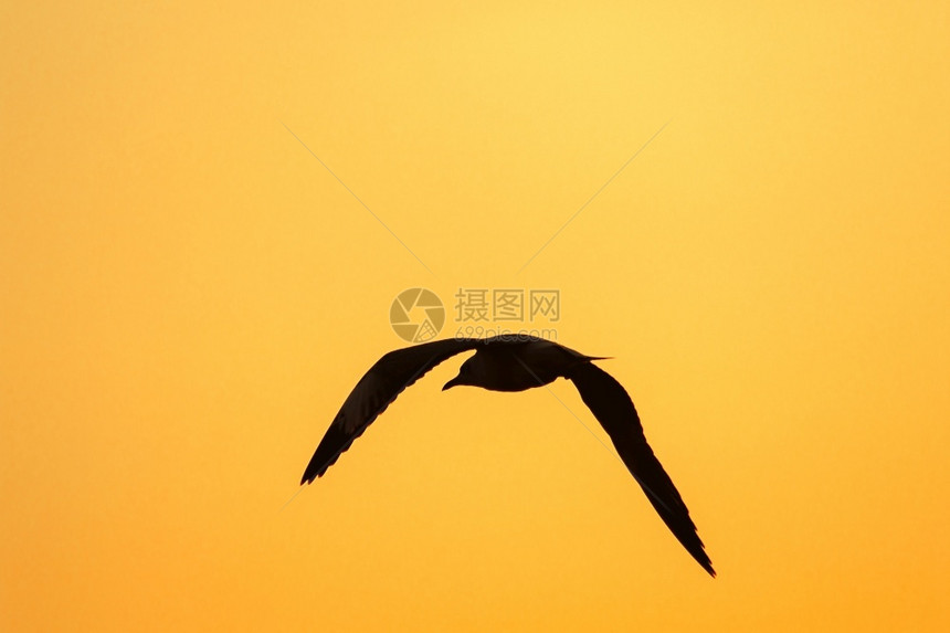 水海鸥在日落上方飞翔有着美丽的橙色背景休眠声黎明野生动物图片