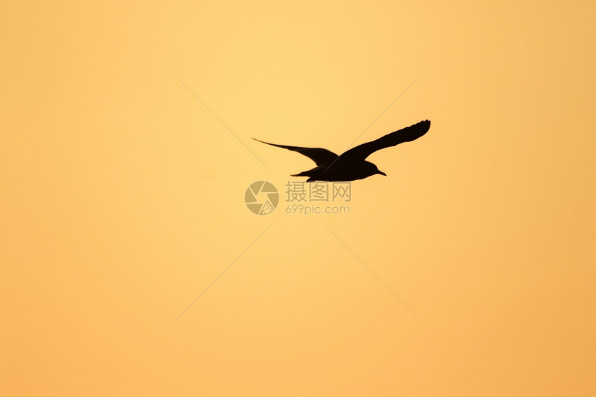 捕食者轮廓海鸥在日落上方飞翔有着美丽的橙色背景休眠声反射图片