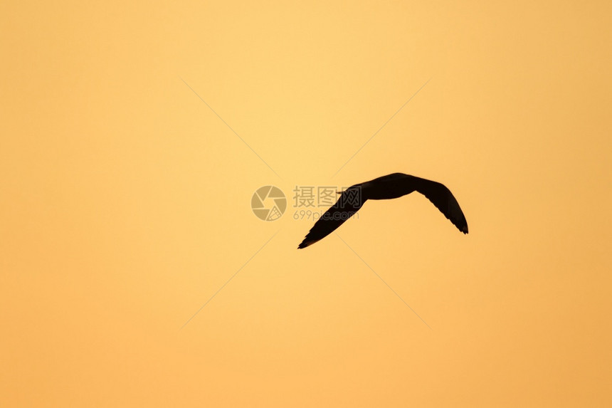 自由水海鸥在日落上方飞翔有着美丽的橙色背景休眠声阳光图片