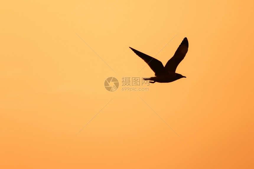 夏天地平线多于海鸥在日落上方飞翔有着美丽的橙色背景休眠声图片