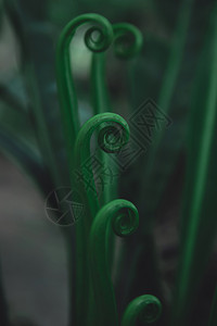 生长美丽的绿叶颜色调暗背景青叶Birdrqopos幼鸟巢树森林图片