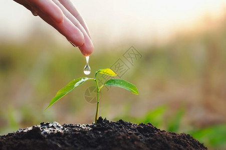 绿色培育播种在花园生态地球日概念中给年轻植物浇水图片