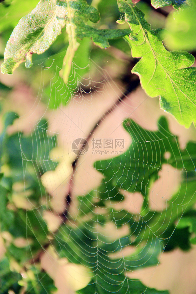 灯丝飞沫活的橡树叶间无形蛛网绿色橡树叶间的透明蛛网Spiderrsquosweb特写镜头生活在橡树叶间的蜘蛛网上水滴生活在绿色树图片