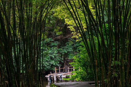 亚洲人风景以绿树为背在小河或池塘上架设一座木桥图片