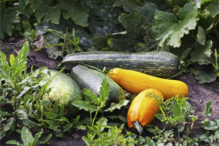 新的Zucchini和南瓜不同品种的南瓜和西庄稼秋天图片