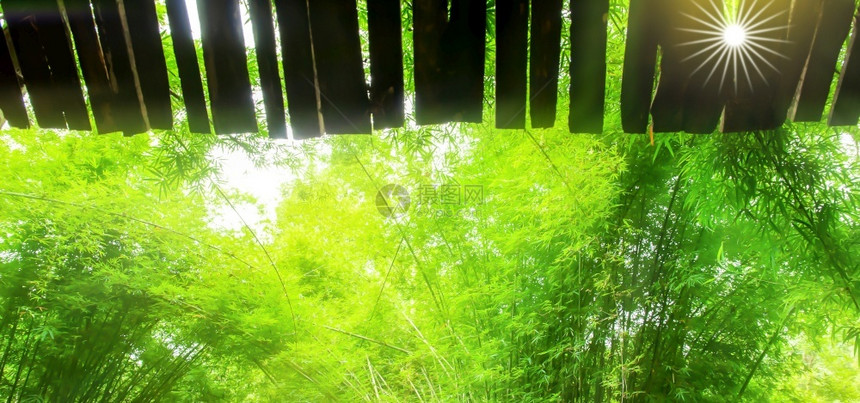 春天松弛绿色竹子花园的最小屋从叶子看外观在背景中以竹子园为焦点乡村的图片