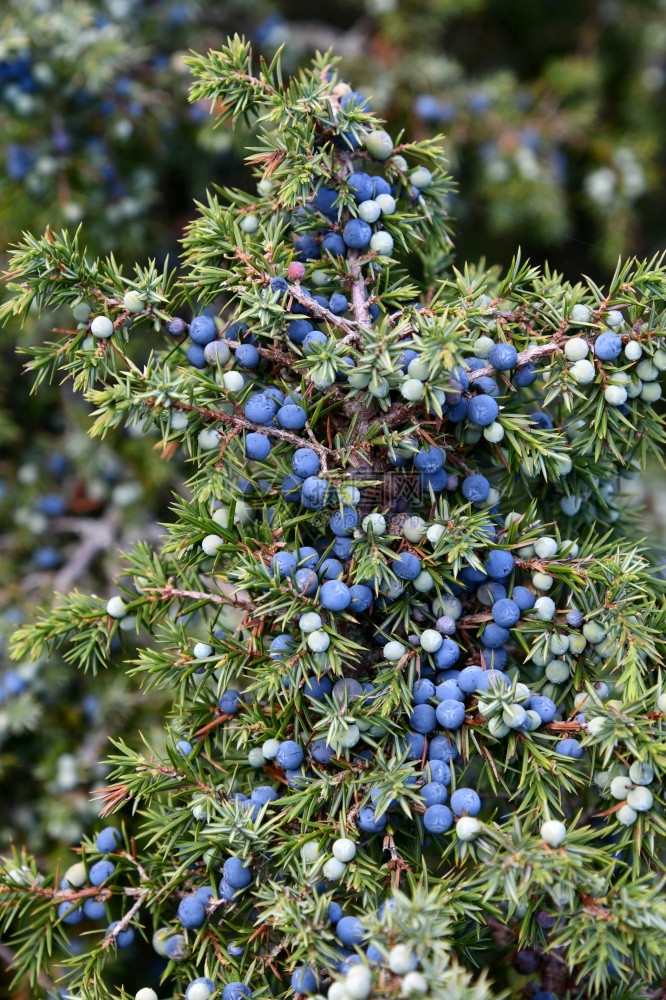 草本植物园里的果子香料德国图片