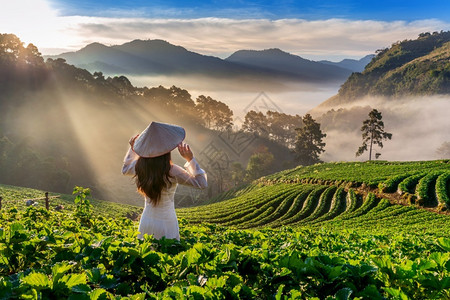 麦蒋景观穿着越南文化的亚洲妇女传统在泰国清迈DoiAngKhang清迈草莓园背景图片