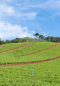 喷当地的高农民山丘上灌溉系统的有机植物地块以及灌溉系统图片