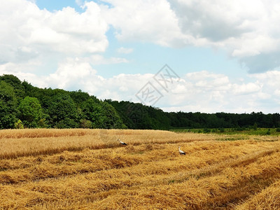美丽的夏日风景户外收割农村麦田鹳在里走来去收集小麦的残骸尖峰面粉农田图片