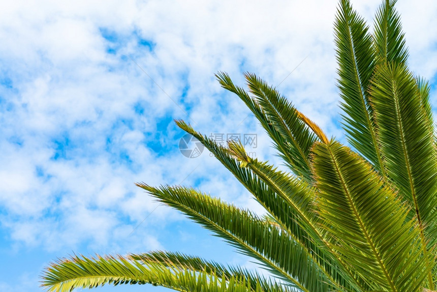 天堂阳光美丽的绿色棕榈树反对蓝晴朗的天空与轻云背景热带风吹棕榈叶美丽的绿色棕榈树反对蓝晴朗的天空与轻云背景热带风吹棕榈叶气候图片