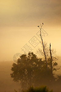 一对大小鸟在清晨雾中光树枝上交配软体关注鸟儿户外爱风景图片