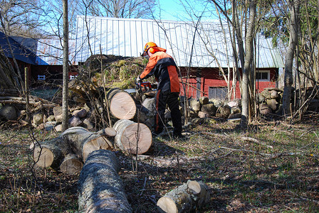 库尔曼伐木工人用链锯砍掉一棵风树运动干图片