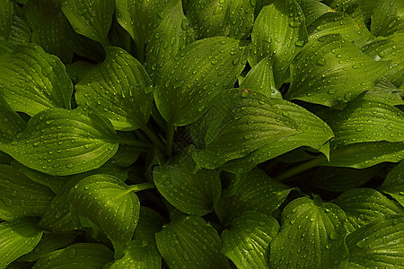 明亮的透环境林堂绿叶花园的床上有雨滴图片