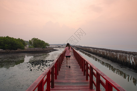 海岸水树叶清晨在海边和滩阳光下旅行的红桥大自然中的美丽图片