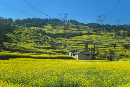 蓝天下油麦田地图片