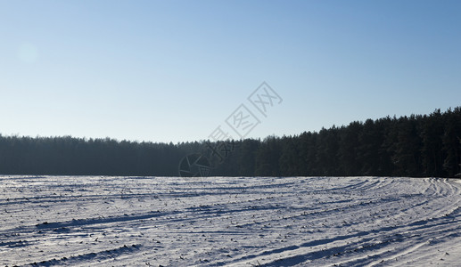 在森林中生长的树木照片下雪后被覆盖着冬季时间关闭丰富季节图片
