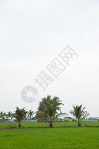 在稻田种植树木天空不明亮季节草地木头图片