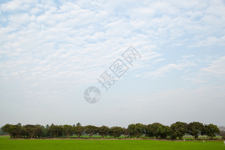 农村乡的泰国在稻田种植树木天空不明亮图片